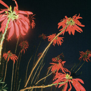 Broken Flowers